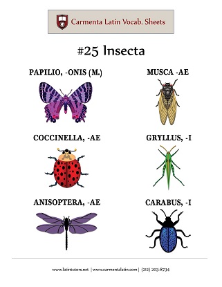 carmenta latin tutors resource image 25-insecta thumbnail