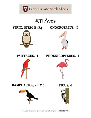 carmenta latin tutors resource image 31-aves thumbnail